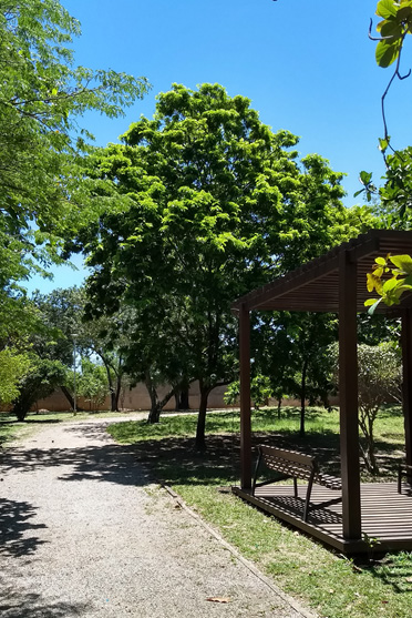 &Aacute;rvore Pau Brasil