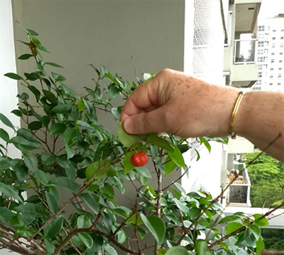 P&eacute; de pitanga