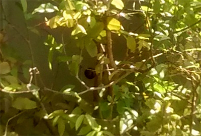 P&eacute; de Jabuticaba