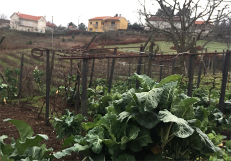 Detalhe de platação em Magalhã